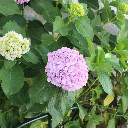 Estudio Mateus Ferienhaus *