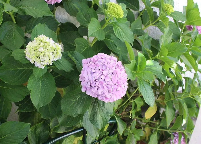 Estudio Mateus Casa vacanze *